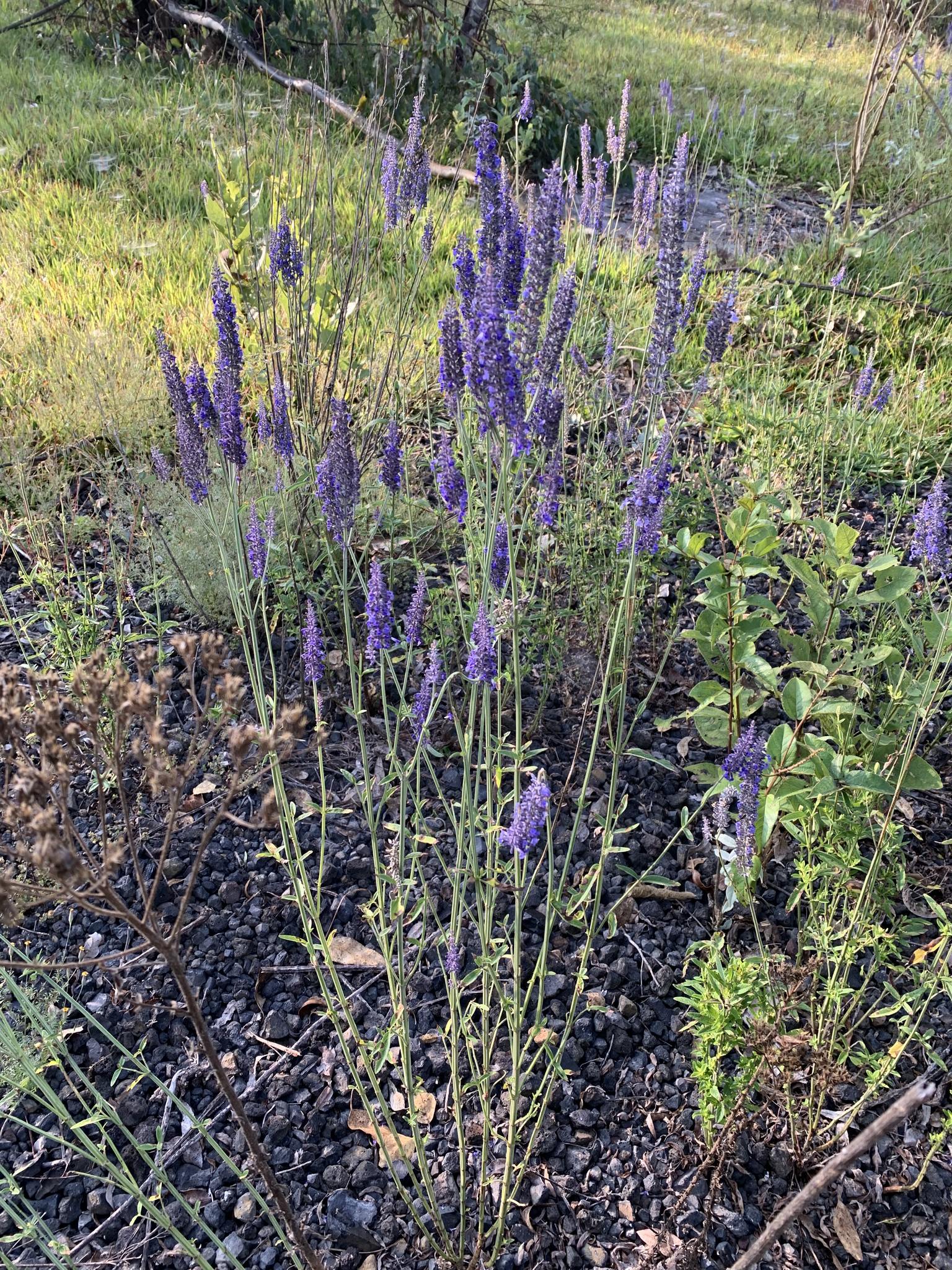 Salvia lavanduloides
